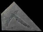 Two Devonian Lobed-Fin Fish (Osteolepis) - Scotland #63381-1